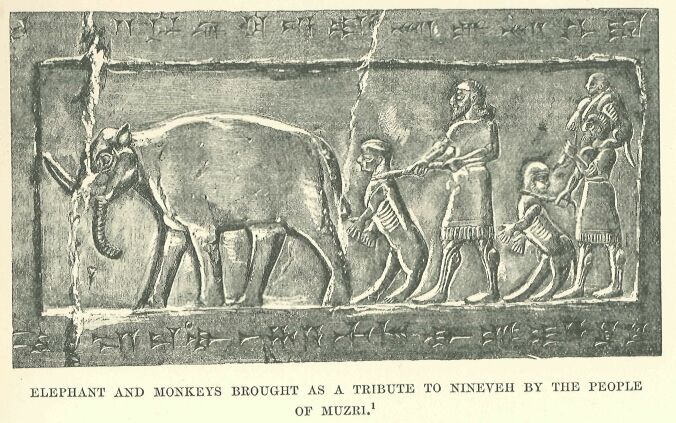 137.jpg Elephant and Monkeys Brought As a Tribute To
Nineveh by the People of Muzbi 
